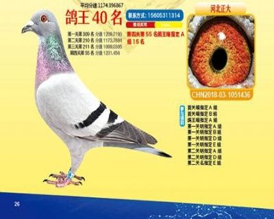 王中王四馬一肖，探尋背后的故事與奧秘，王中王四馬一肖，背后的故事與奧秘探尋