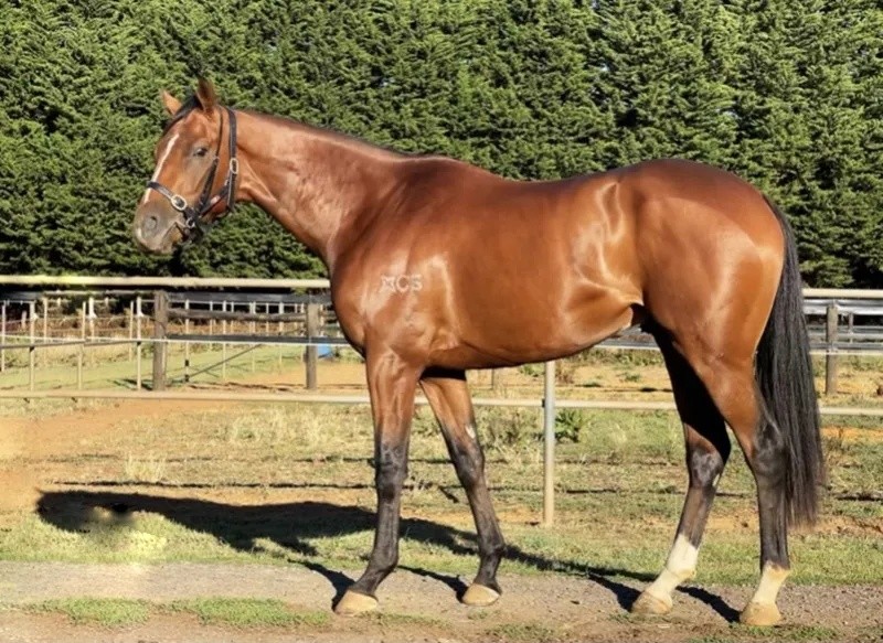 今晚澳門特馬開什么？今晚四不像的探討，今晚澳門特馬開彩結(jié)果及四不像探討