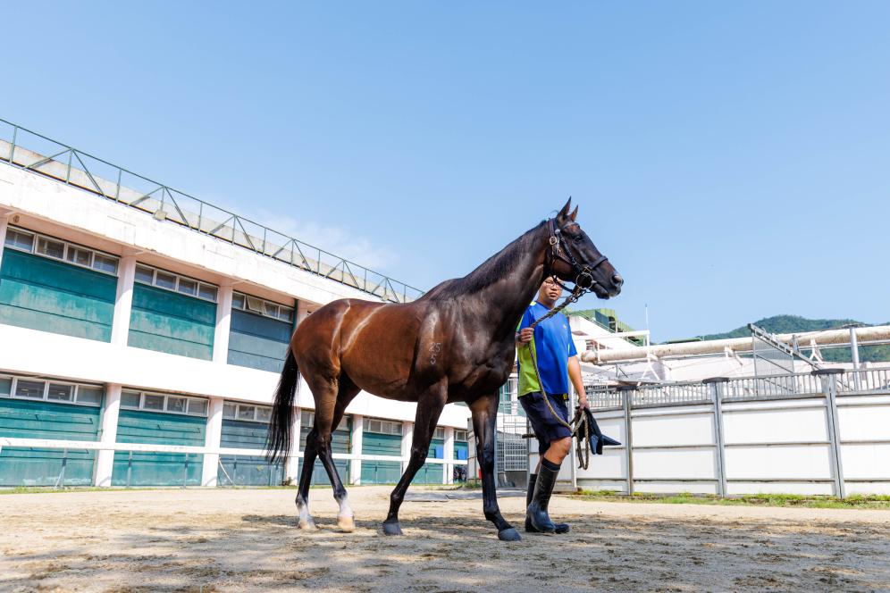 香港賽馬，77777與88888的激情碰撞，香港賽馬盛宴，激情碰撞的77777與88888對決