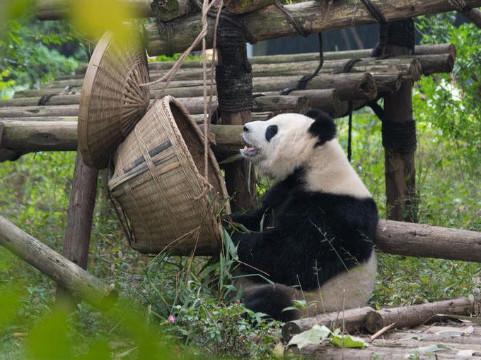 四川熊貓基地在成都的具體位置及其魅力，四川熊貓基地，成都熊貓的家園與魅力所在