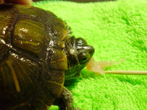 男士龜?shù)念^邊上有一圈白色是什么？——解析男性健康中的常見問題，男士龜頭邊上一圈白色解析，探究男性健康中的常見問題