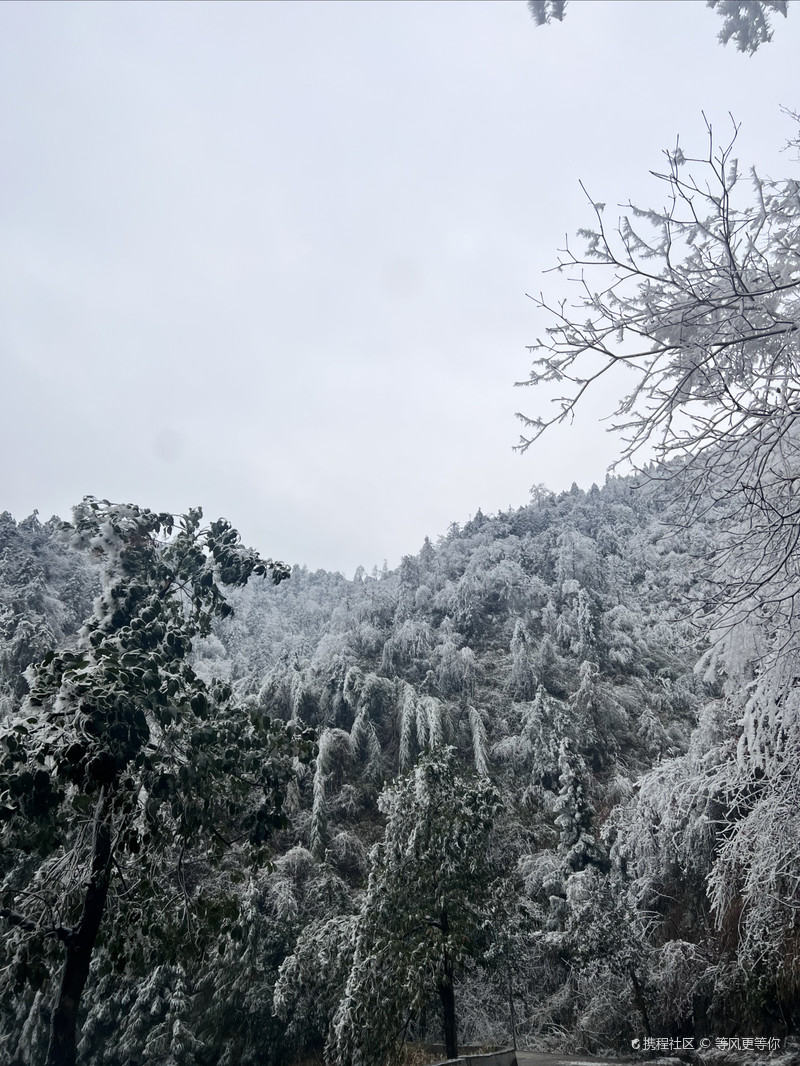 雪峰山國家森林公園，自然之美的瑰寶，雪峰山國家森林公園，自然之美的璀璨瑰寶