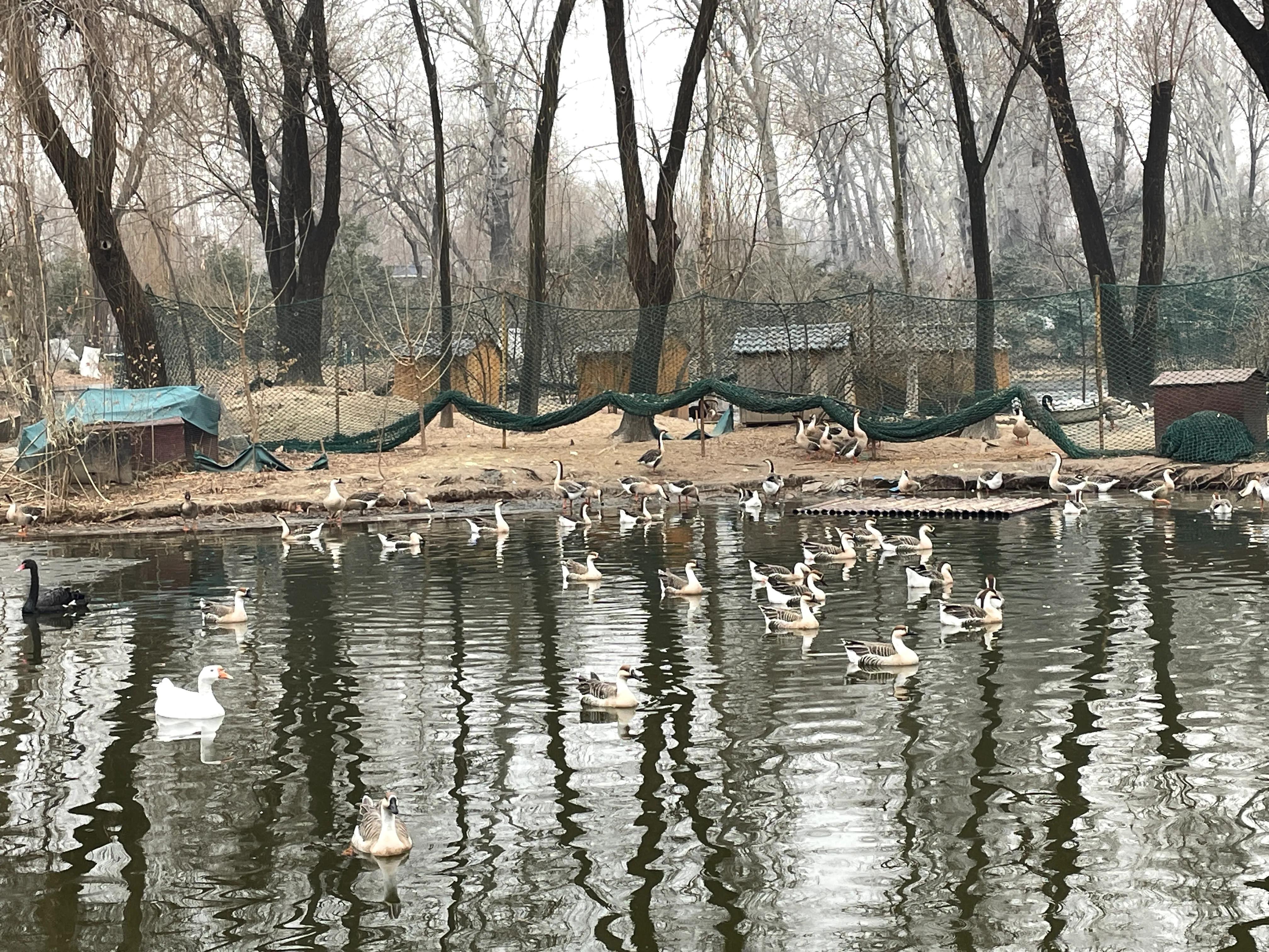 濟(jì)南動(dòng)物園一日游攻略，精彩紛呈的一天，濟(jì)南動(dòng)物園一日游精彩全攻略，歡樂紛呈的一天體驗(yàn)！