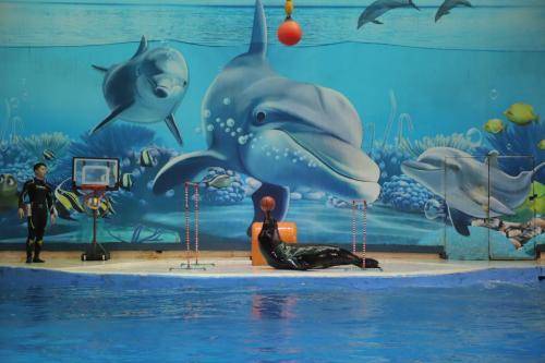 南京海洋館游玩攻略，探尋最好玩的海洋館，南京海洋館游玩指南，探尋最佳海洋體驗(yàn)之旅