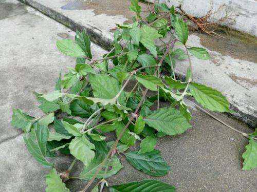 風(fēng)濕最怕三種草藥，了解并合理利用，助力健康，風(fēng)濕克星，三種草藥助你健康擺脫困擾